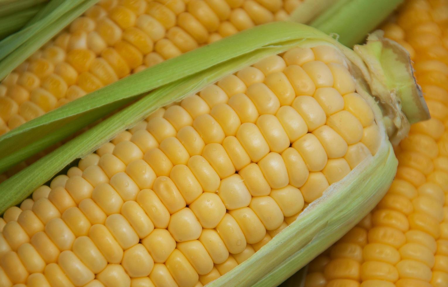 Fresh corn on the cob photo