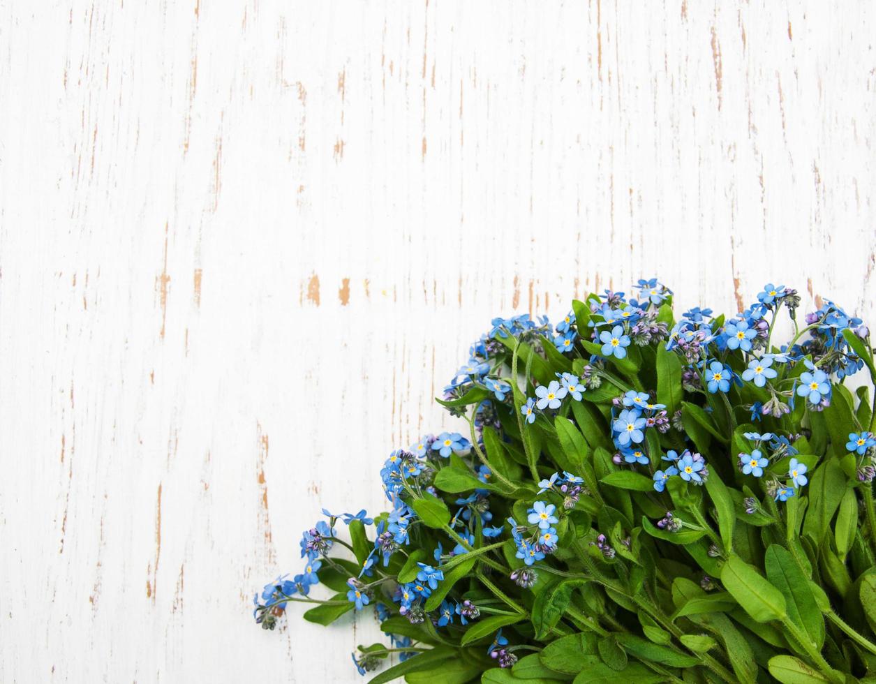 Forget me nots flowers photo