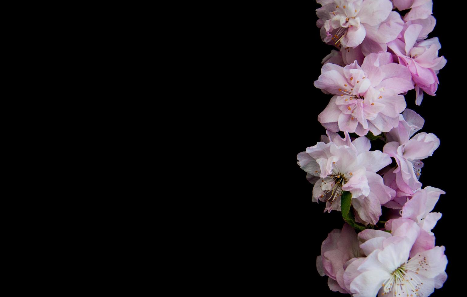 Spring sakura blossom photo
