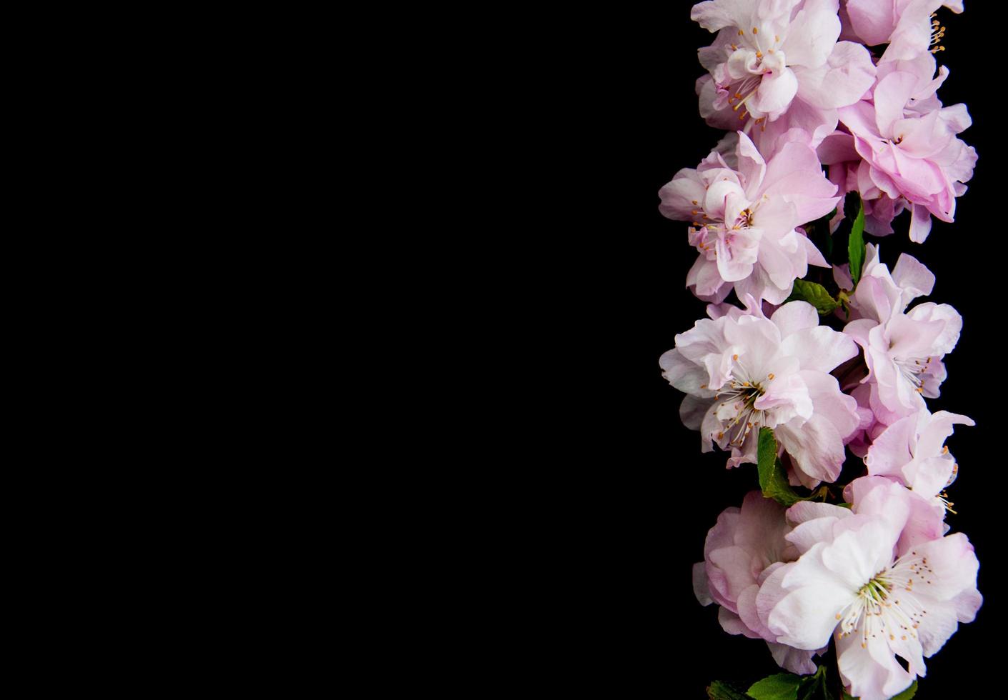 Spring sakura blossom photo