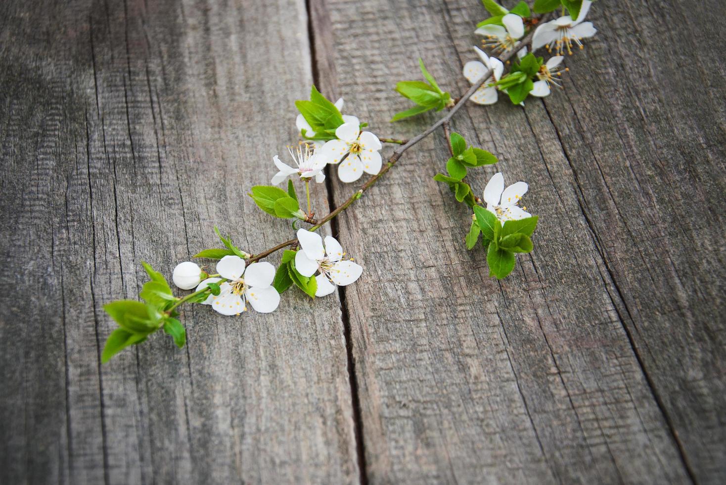 Spring cherries blossom photo