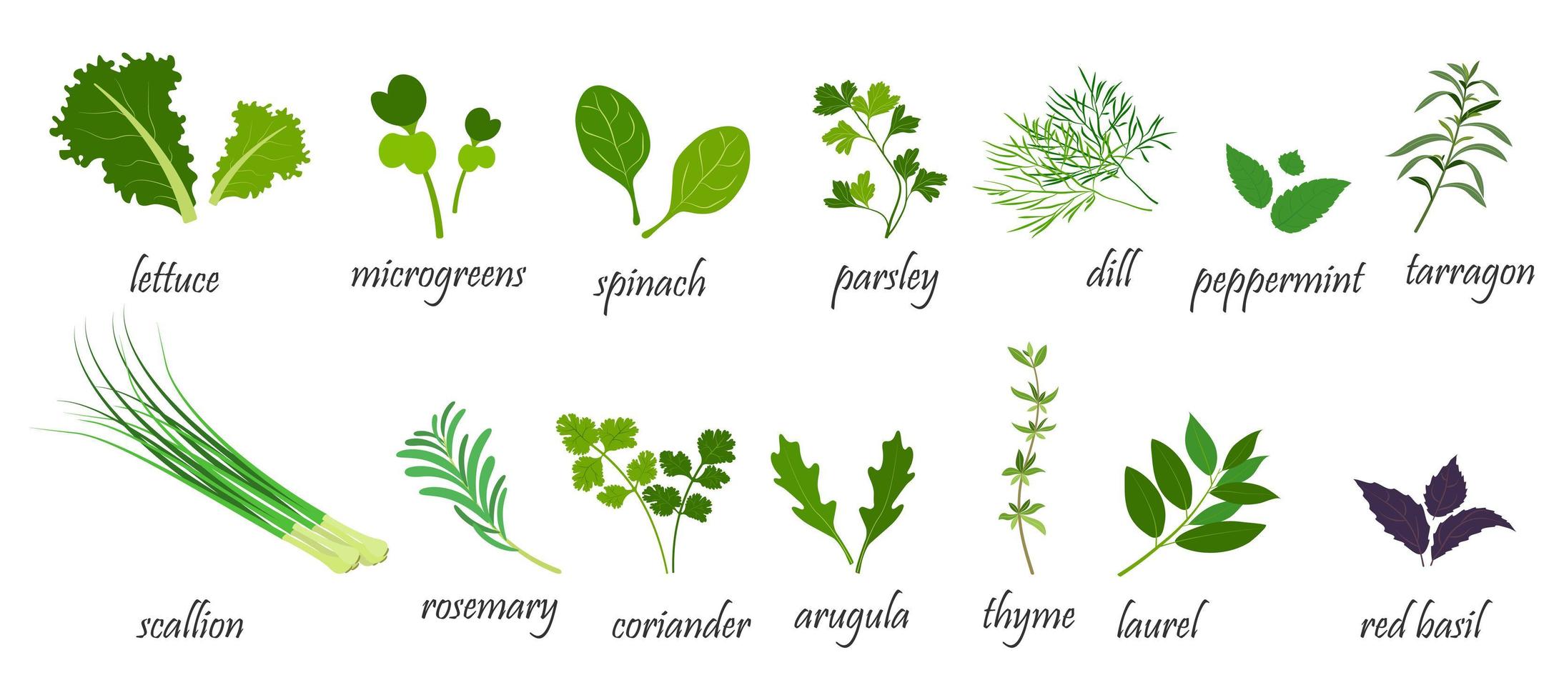 Green spices for salads. Vector illustration of leafy vegetables in cartoon style. Infographics.