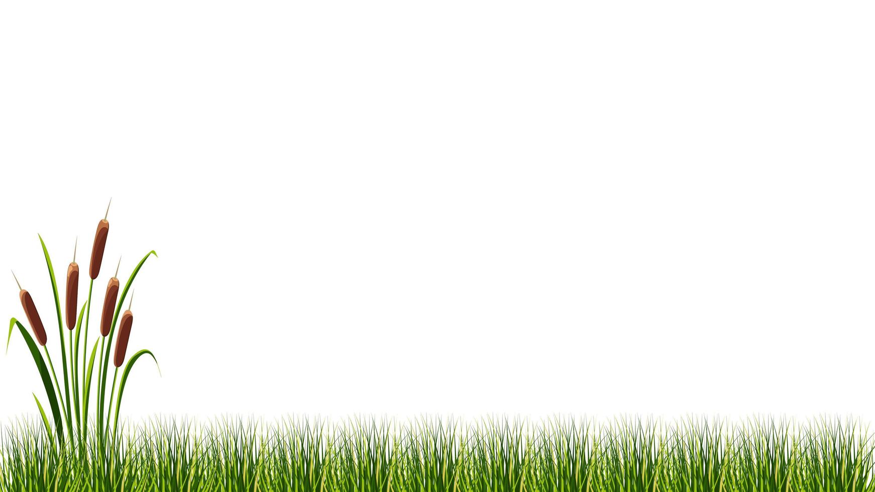 Lake cane in marsh grass on white background. Vector illustration.