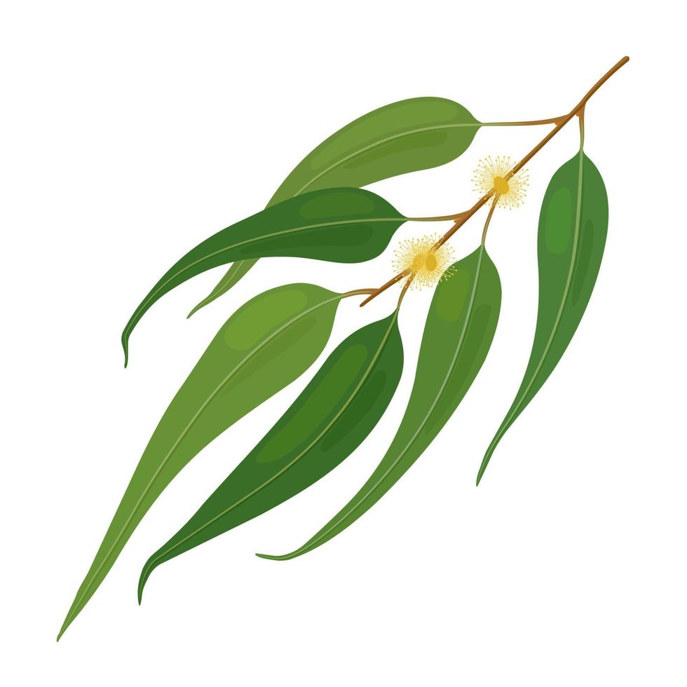 Leaves and branch of eucalyptus. Vector flat illustration