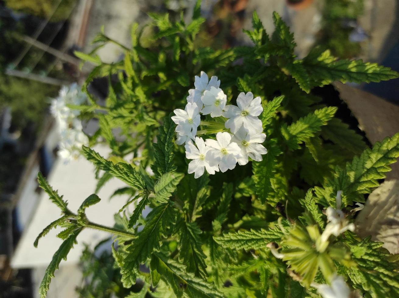 pequeña planta de interior, flor blanca. 5946951 Foto de stock en Vecteezy