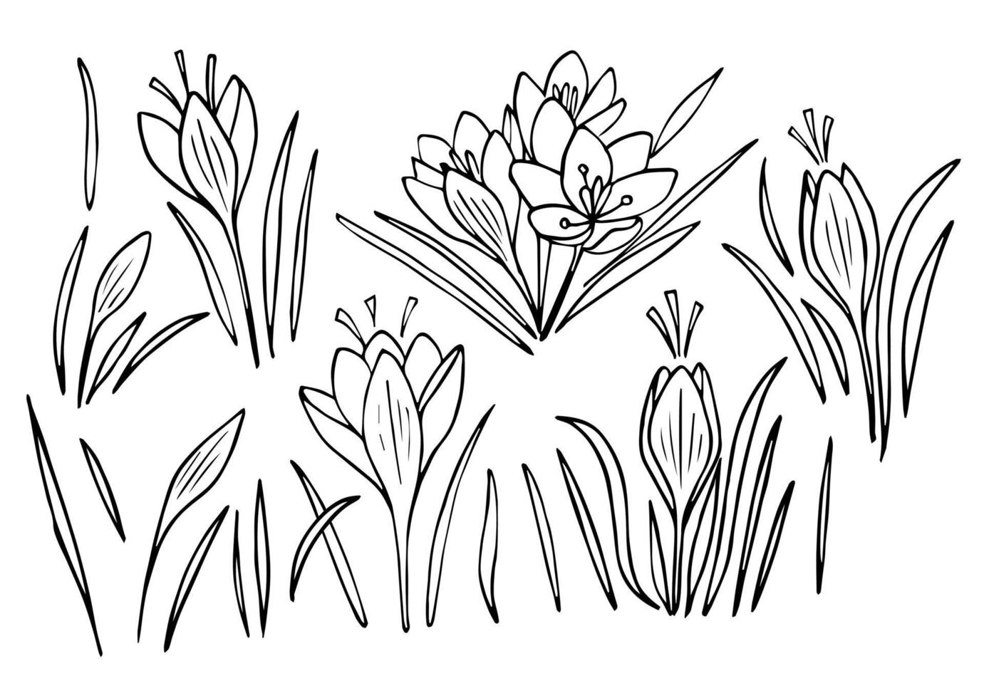 Blossom crocus flowers line art vector illustration