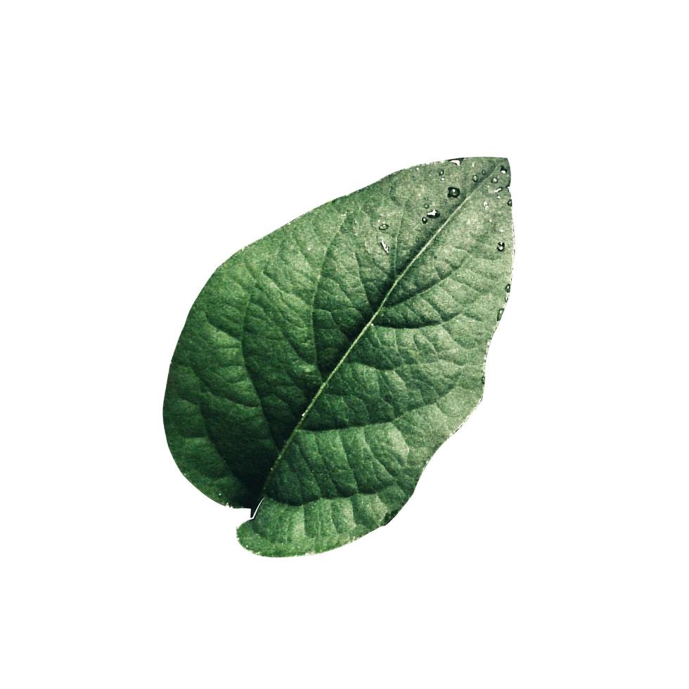 single green leaf on white background conceptual photo. photo