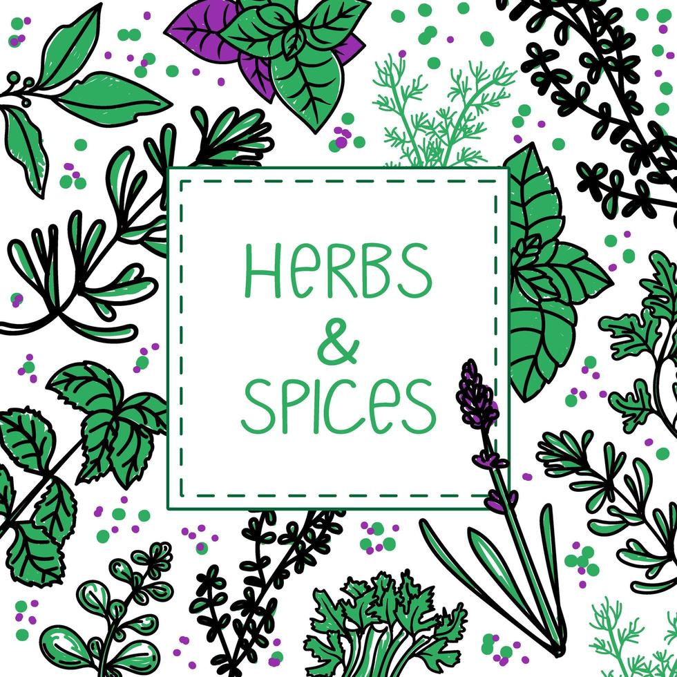 Packaging Layout. Herbs and spices, hand-drawn vector illustrations. Hand-drawn food sketch. Cooking. Aromatic plants. Postcard design. Sketch style.