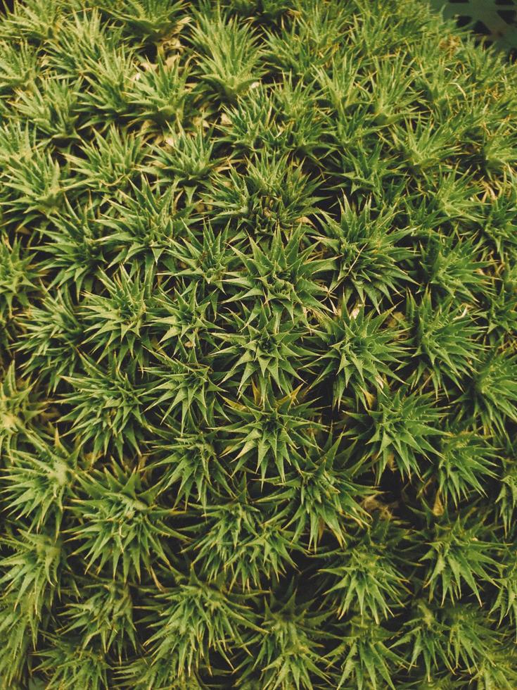 Prickly green moss photo