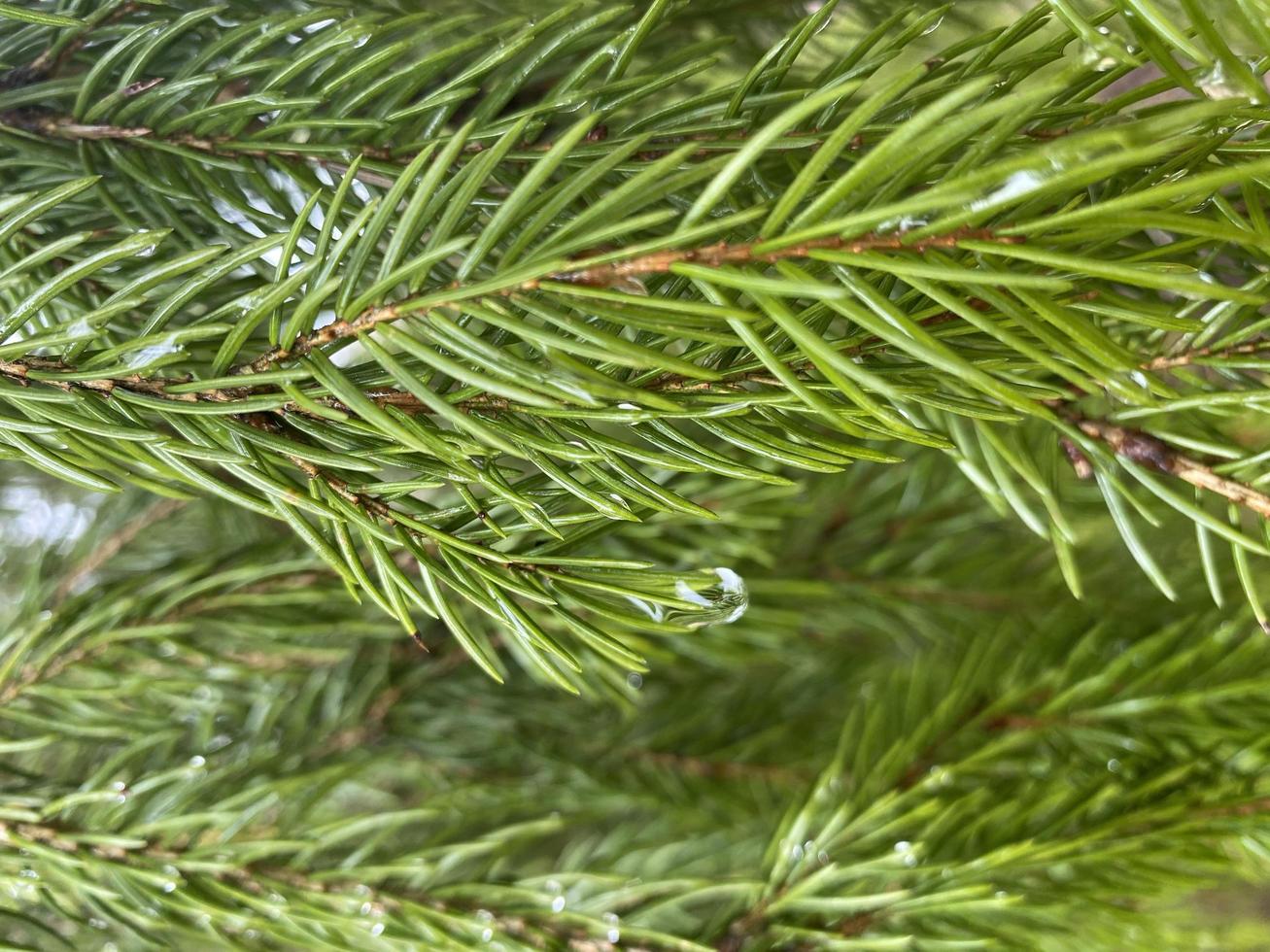 Spring fir branches and needles with a drop of water photo