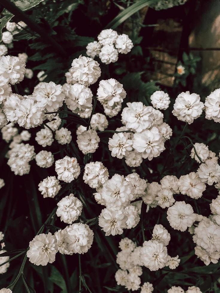 flores de gypsophila blanca. pequeñas flores blancas foto
