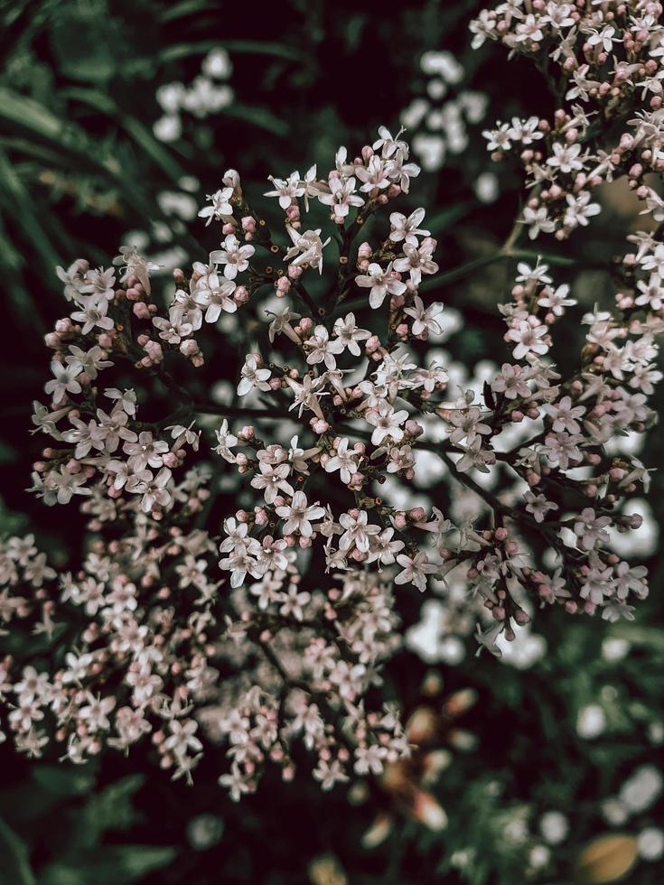 pequeñas flores moradas y blancas. foto