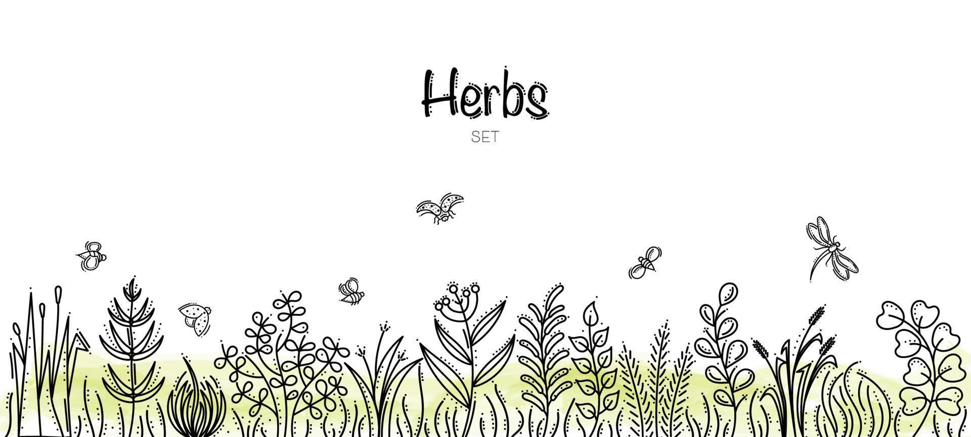 Hand Drawn Herbs Set With Bees, Ladybirds and Dragonfly vector