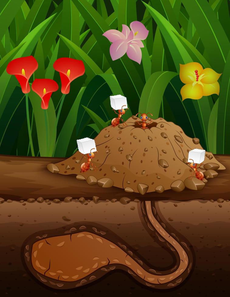 Cartoon illustration of red ants underground vector