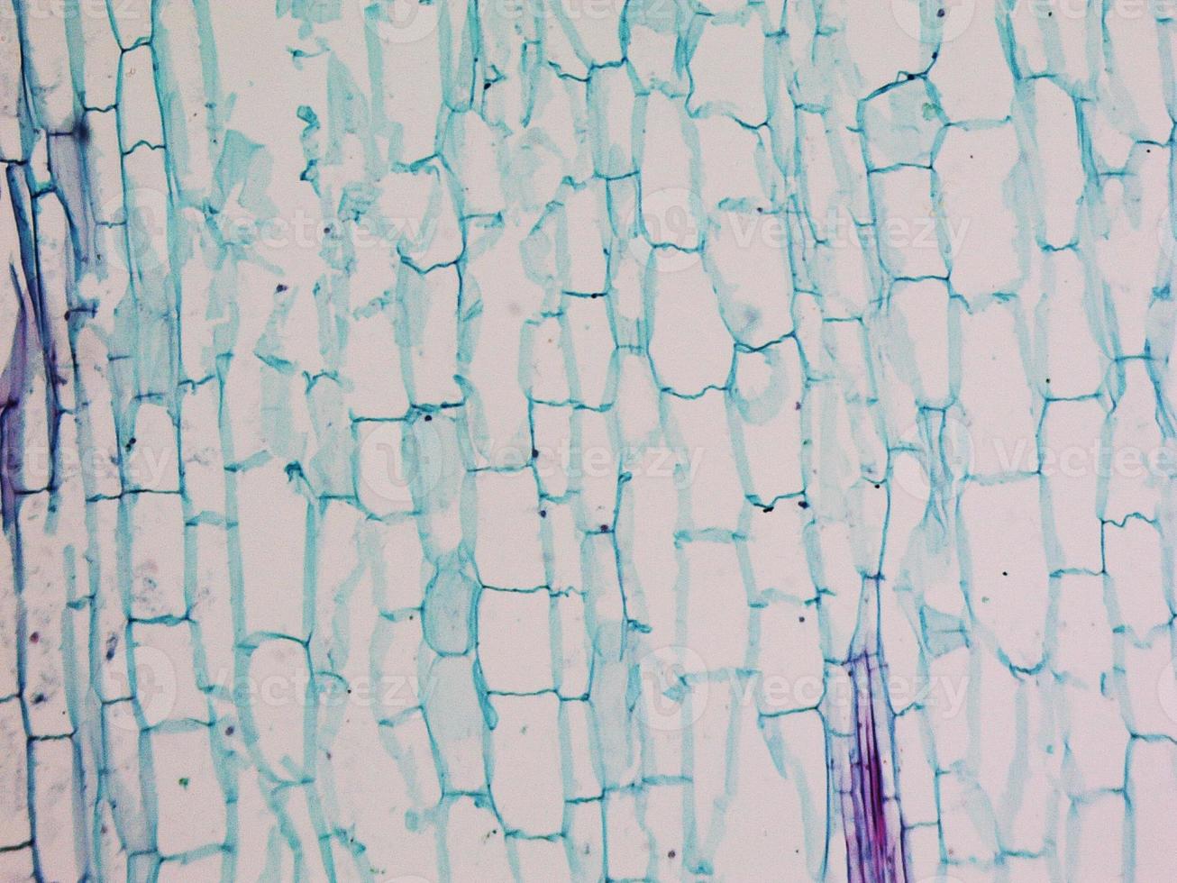 Corn stem micrograph photo