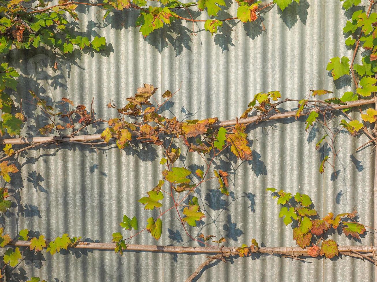 grapevine plant Vitis vinifera photo