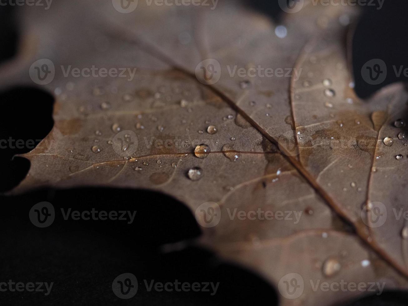 rain drops on leaf selective focus photo