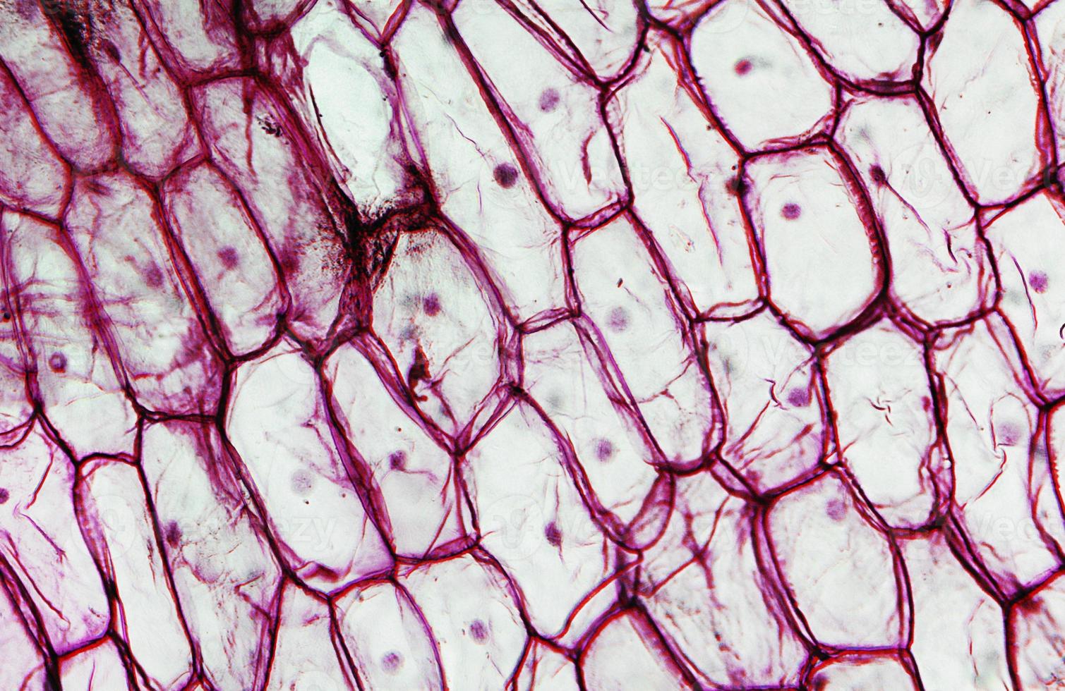 Onion epidermus micrograph photo