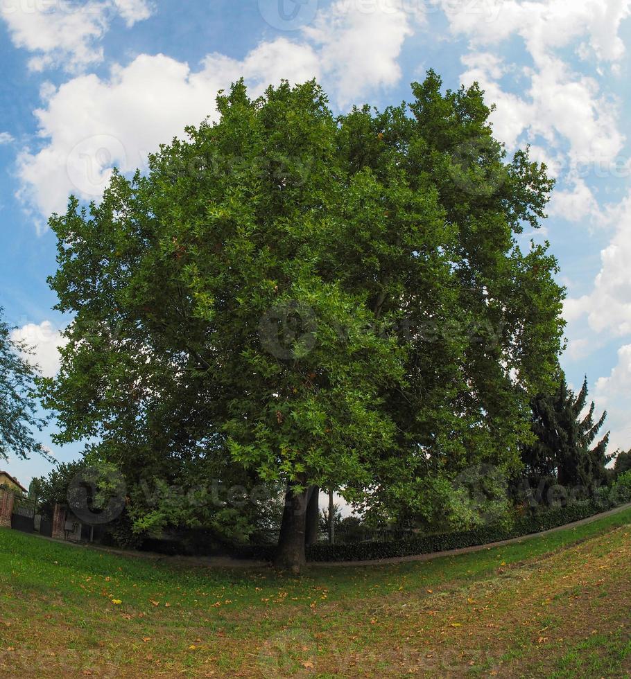 Plane tree with fisheye lens photo