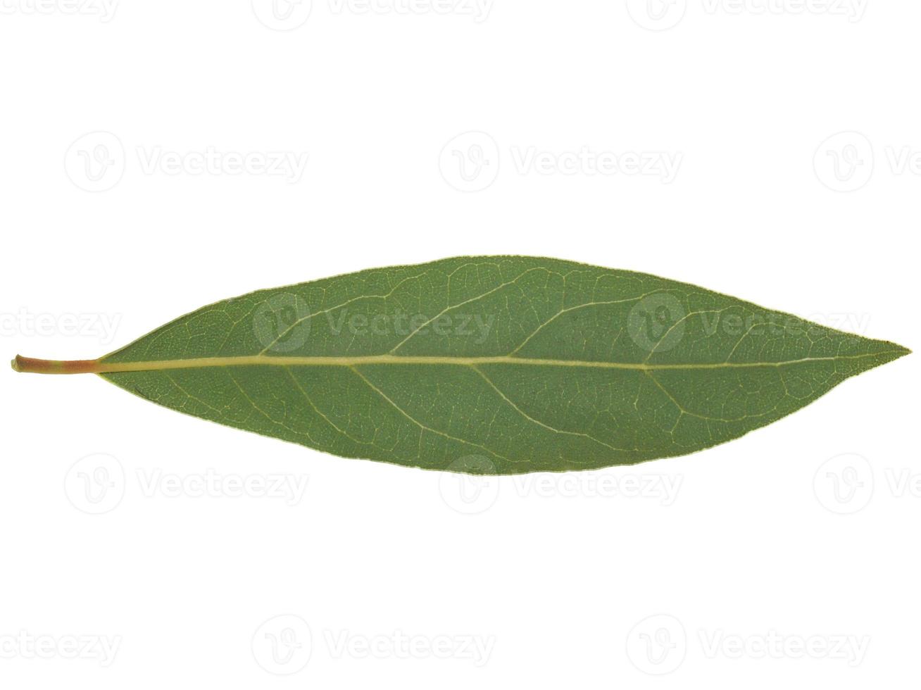 Laurel Bay tree leaf isolated photo