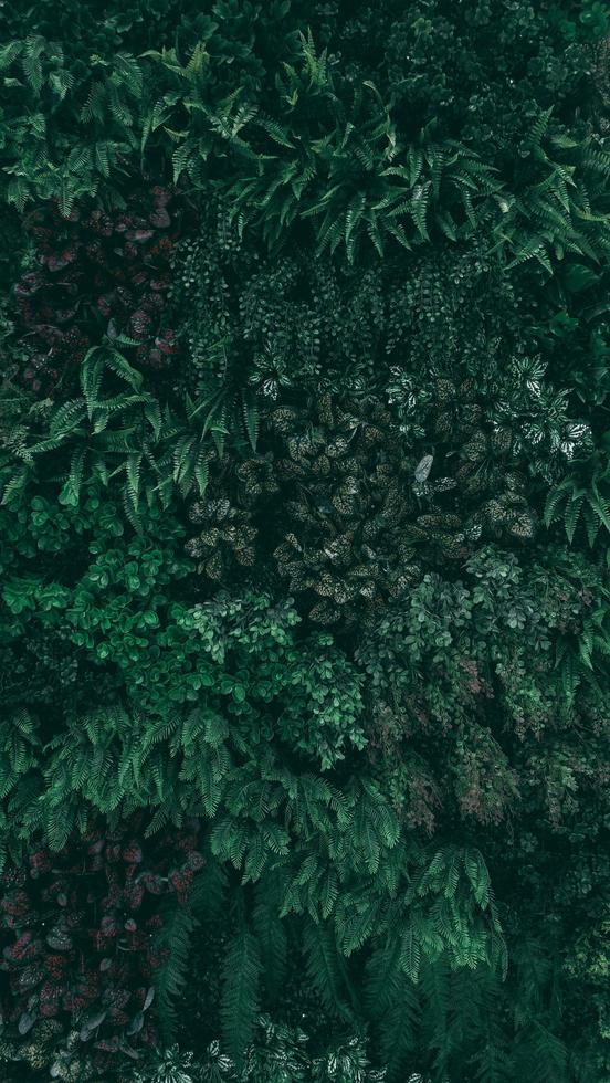 Tropical green leaf in dark tone. photo