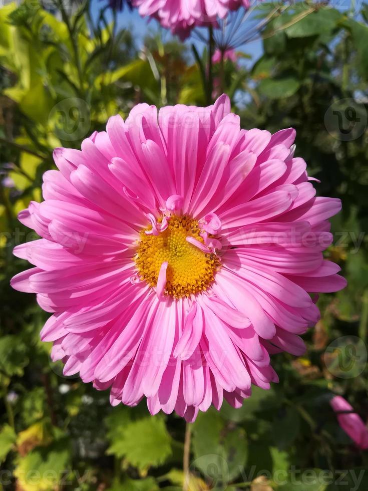 aster flowers on a sunny day purple and pink photo