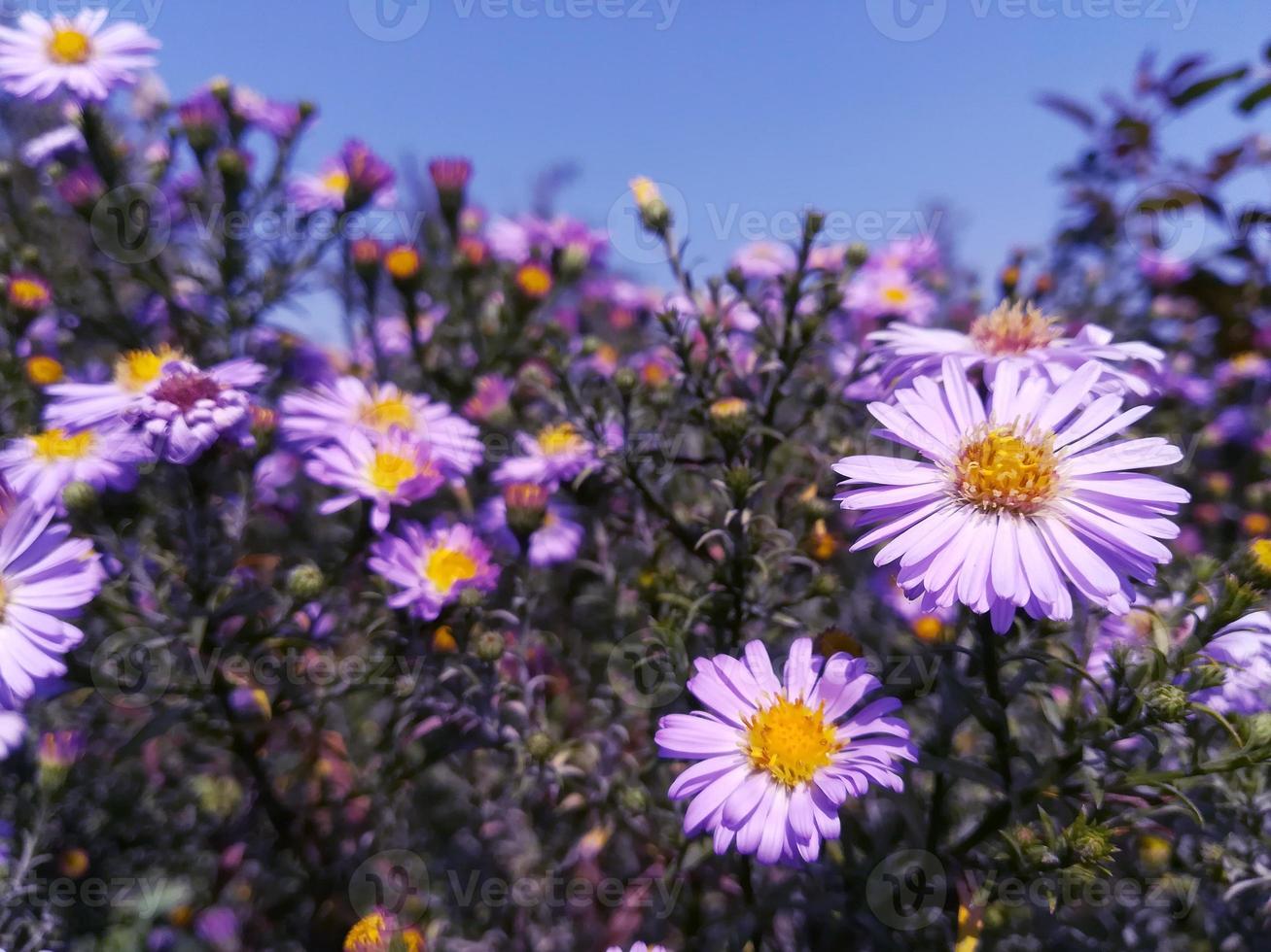 los asteres florecen en un macizo de flores de otoño en un día soleado. primer plano flores otoño foto