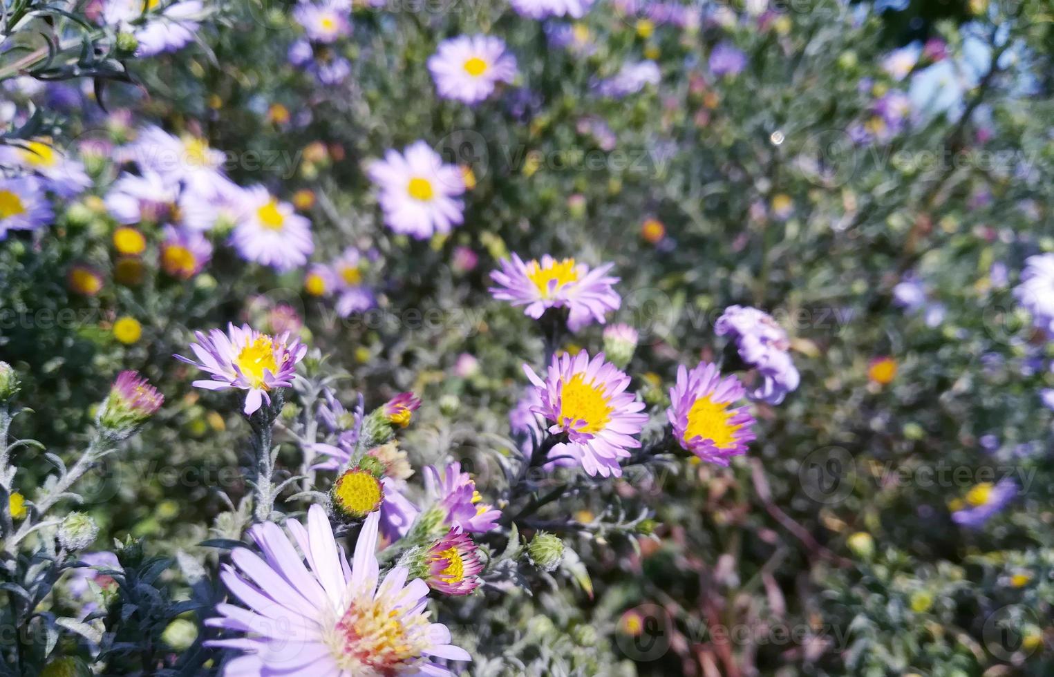 los asteres florecen en un macizo de flores de otoño en un día soleado. primer plano flores otoño foto