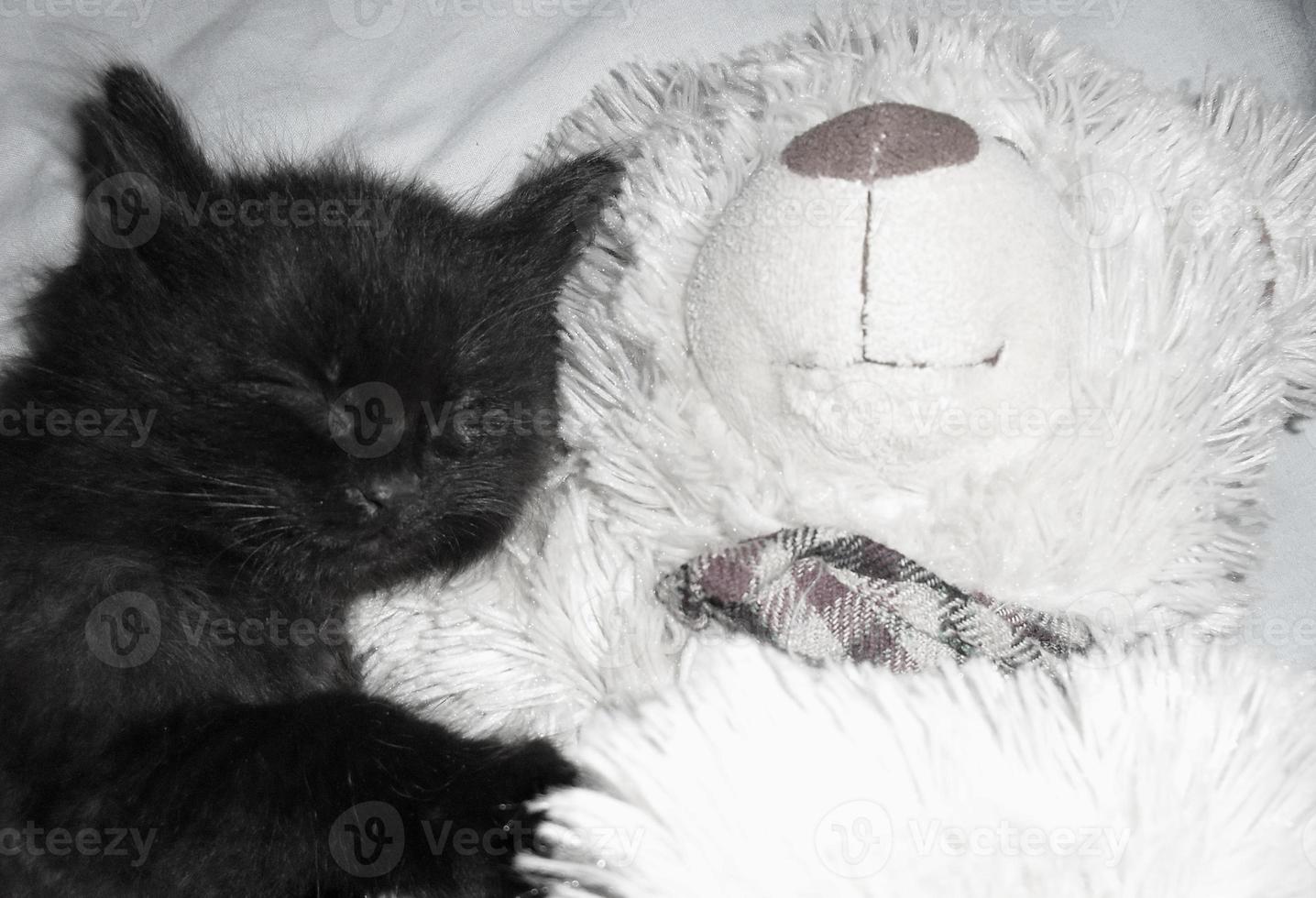 black fluffy kitten sleeping with a white teddy bear. cat sleep photo