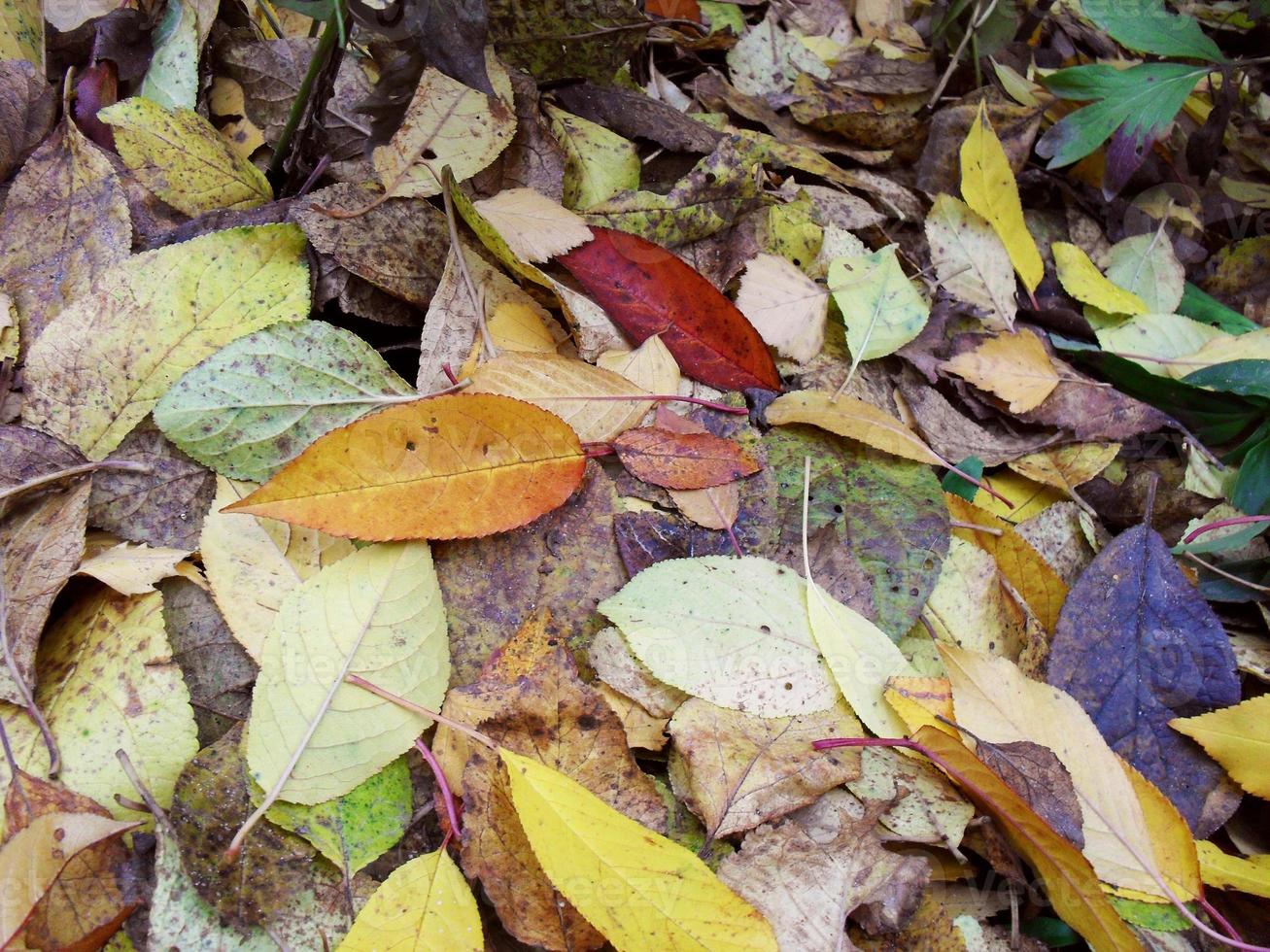 autumn leaves yellow and red background fall photo