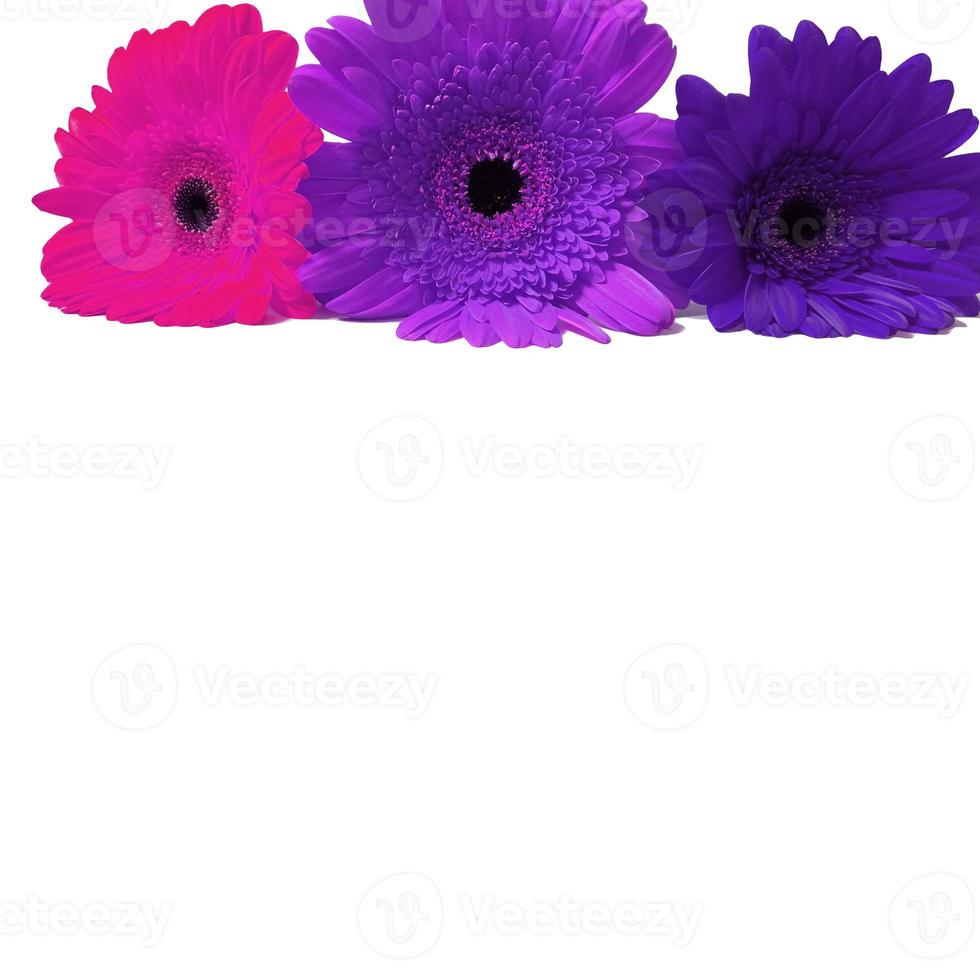 gerbera rosa, violeta, flores violetas aisladas en un fondo blanco. 5952488 Foto de stock en Vecteezy gerbera rosa, violeta, flores violetas aisladas en un fondo blanco. 5952488 Foto de stock en Vecteezy