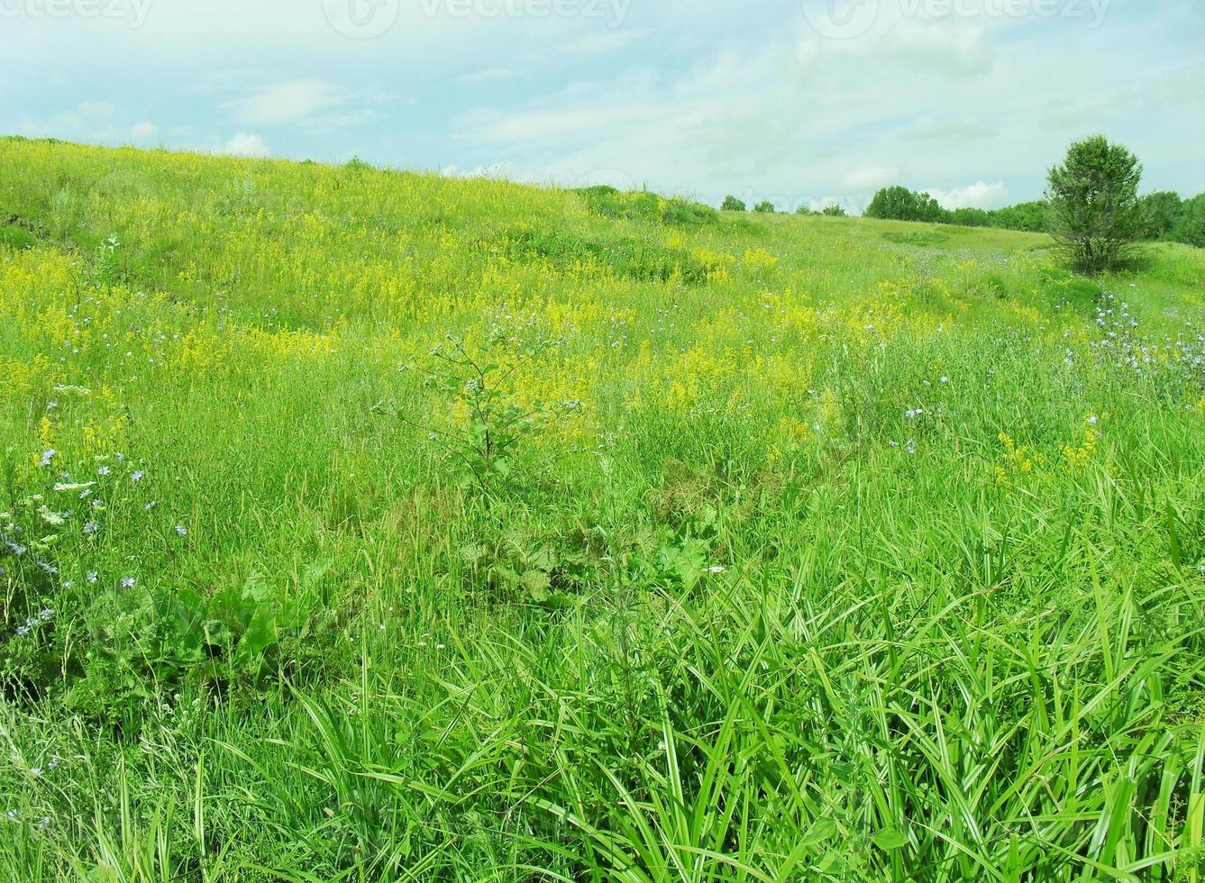 summer lawn. grass is green, the sky is clouds. country view. photo