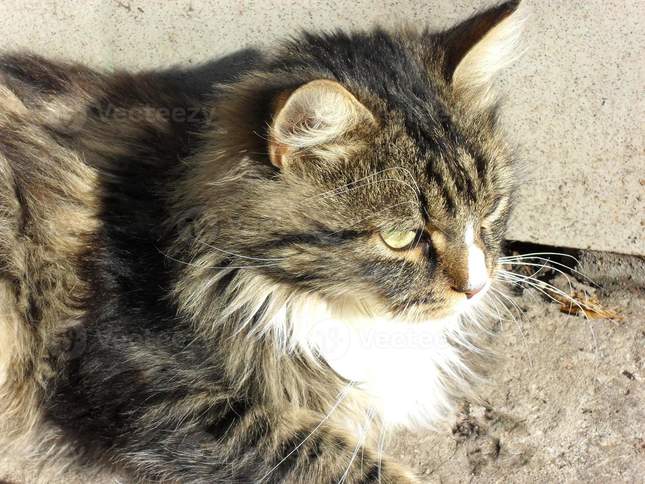 retrato de un lindo gato esponjoso adorable foto