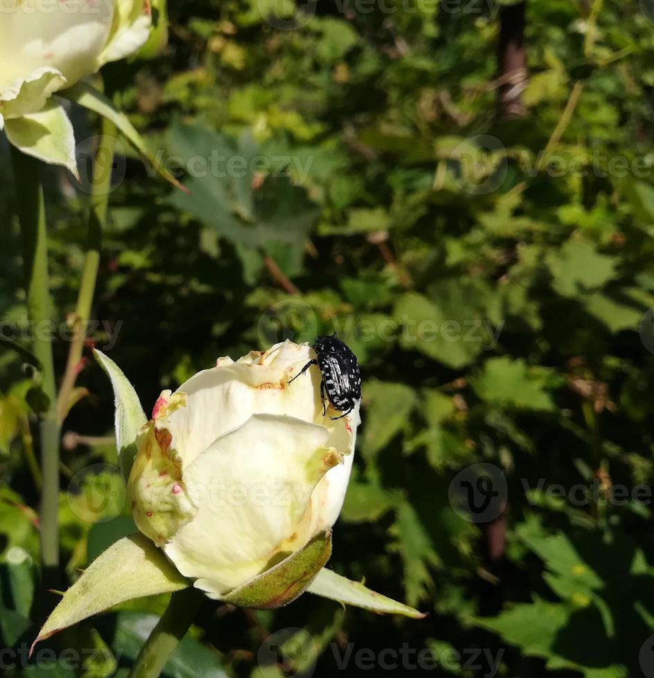 el escarabajo de bronce negro se sienta en una rosa blanca en el jardín. el verano. espacio para texto, plagas de flores insectos espacio de copia foto