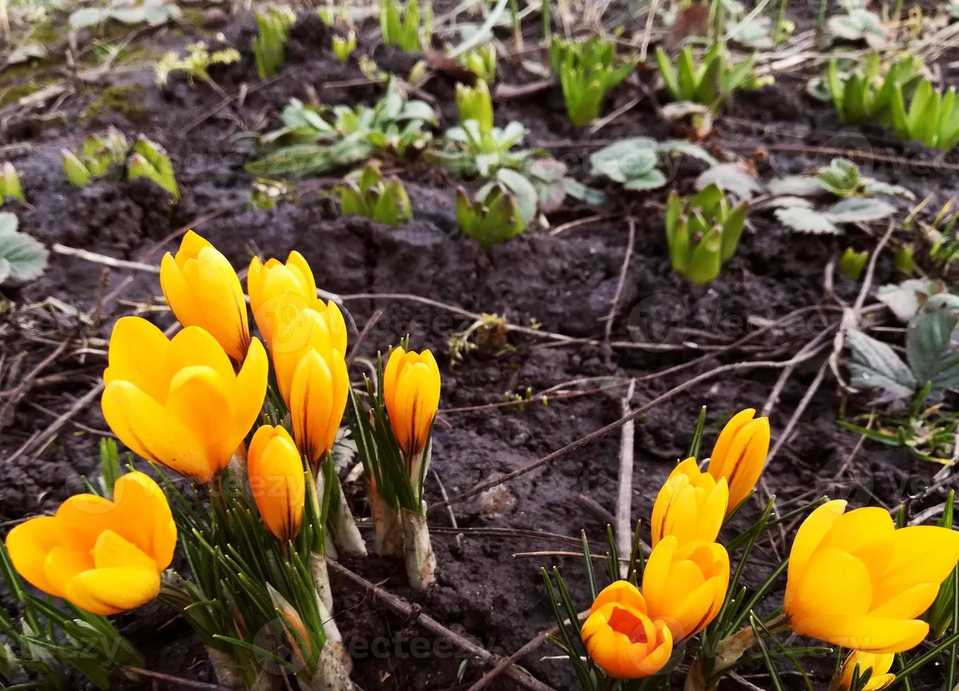 crocuses are blooming in the garden. banner with yellow spring flowers. place for text. photo