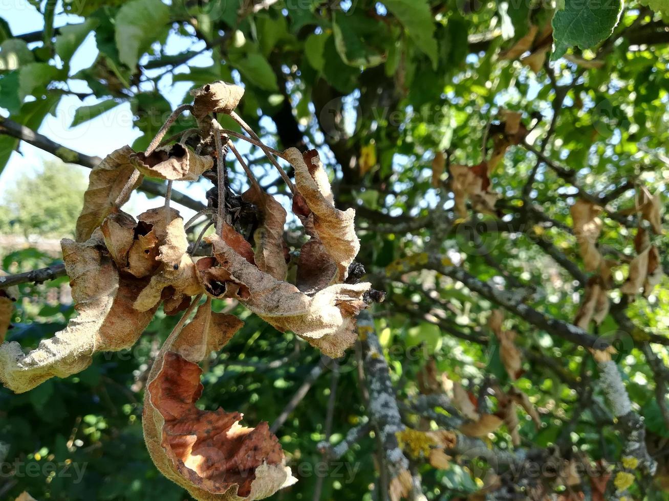 dried leaves on a branch of an apple tree in the garden. summer, gardening, damaged, farm, drought, heat photo