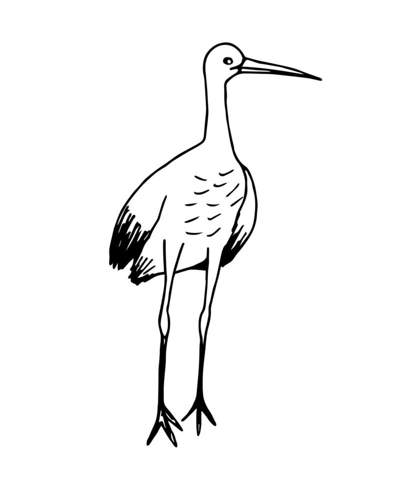 dibujo de tinta vectorial simple. esbozar contorno negro. cigüeña en una pose de pie en pleno crecimiento aislada sobre un fondo blanco. aves migratorias, ornitología, zoológico, vida silvestre, fauna. vector