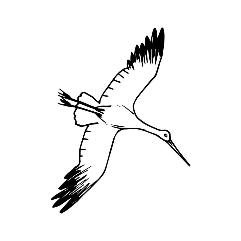 Simple vector ink drawing. Sketch black outline. Stork flying in the sky, crane, heron isolated on a white background. Migratory birds, ornithology, zoo.