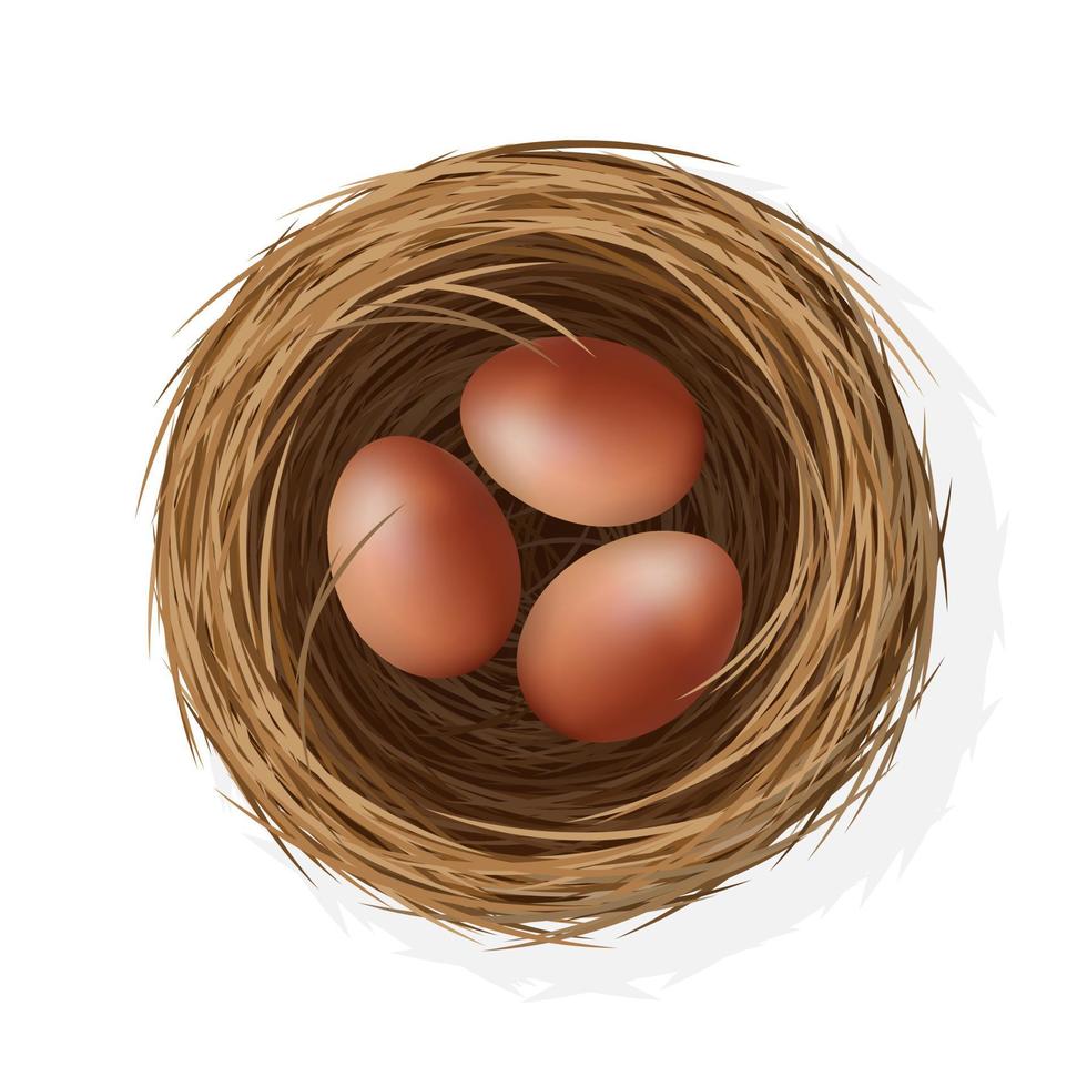 Wild bird nest from straw and twigs with chicken eggs vector