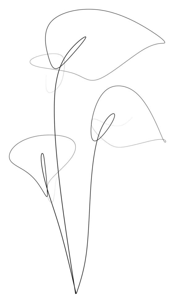 line art drawing style of White Calla Lilies flowers. Minimalist black linear sketch on white background. Home wall decoration. Vector illustration