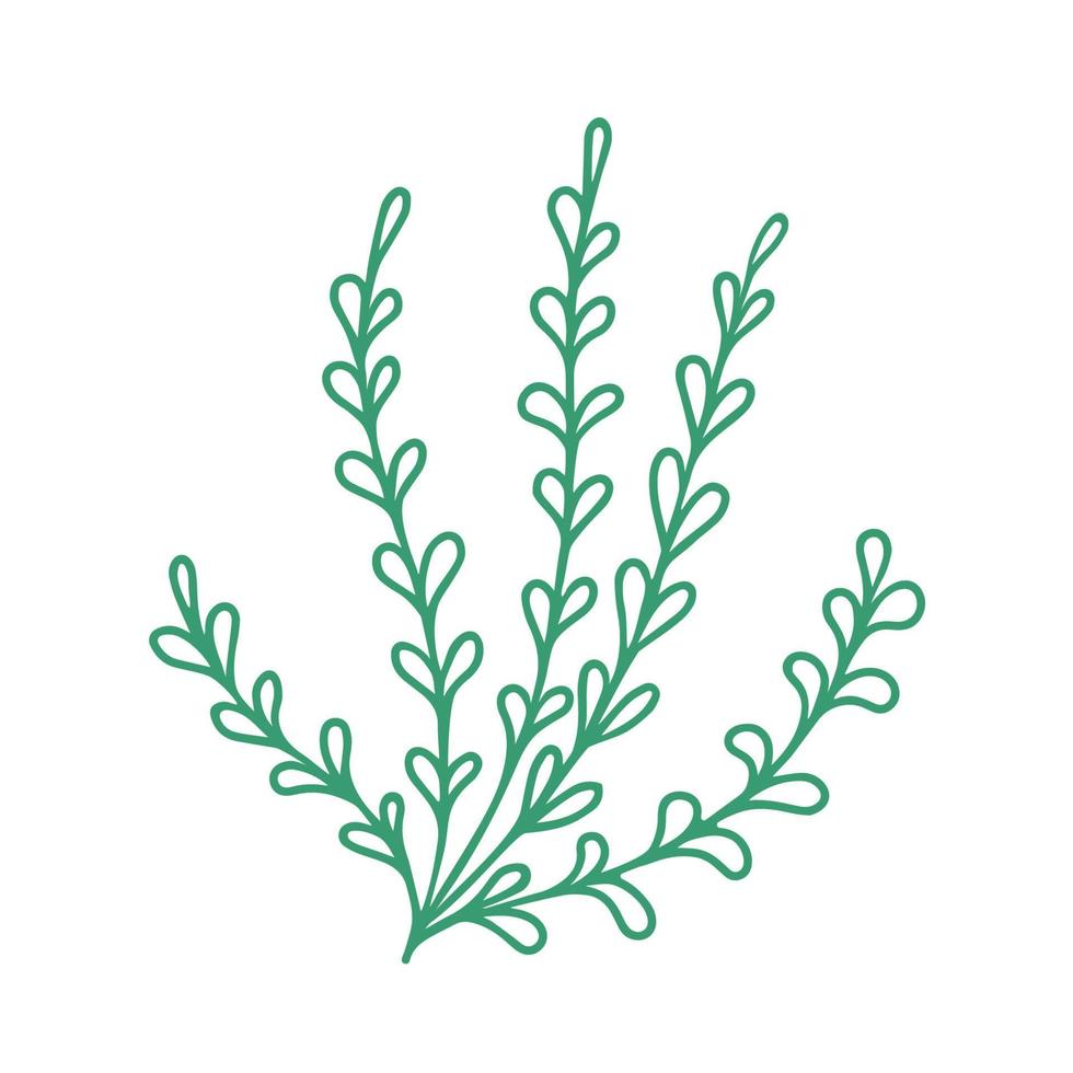 Graceful green twig. Contour leaves. Vector isolated element. Garden plant. Summer or spring design