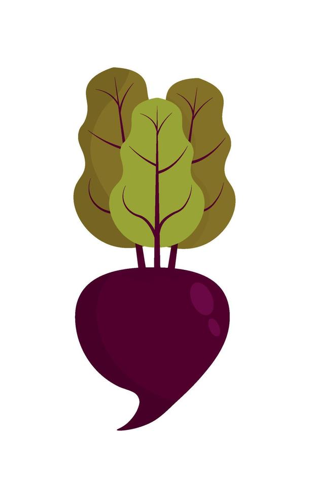 Beet or beetroot vegetable with leaves.Flat design. Vector illustration. Vector illustration