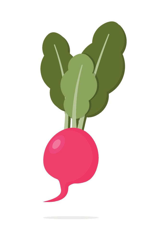 Radish isolated on white background. Vector illustration