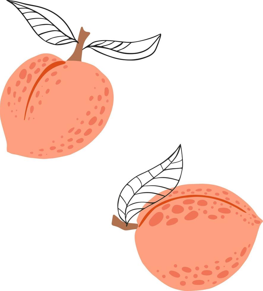 melocotones en estilo plano simple. Ilustración de fruta de hueso, aislado sobre fondo blanco. nectarinas vector