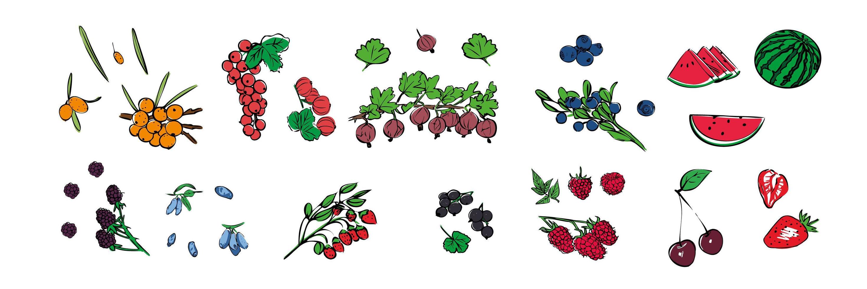 A set of different icons of seasonal berries on a white isolated background. vector