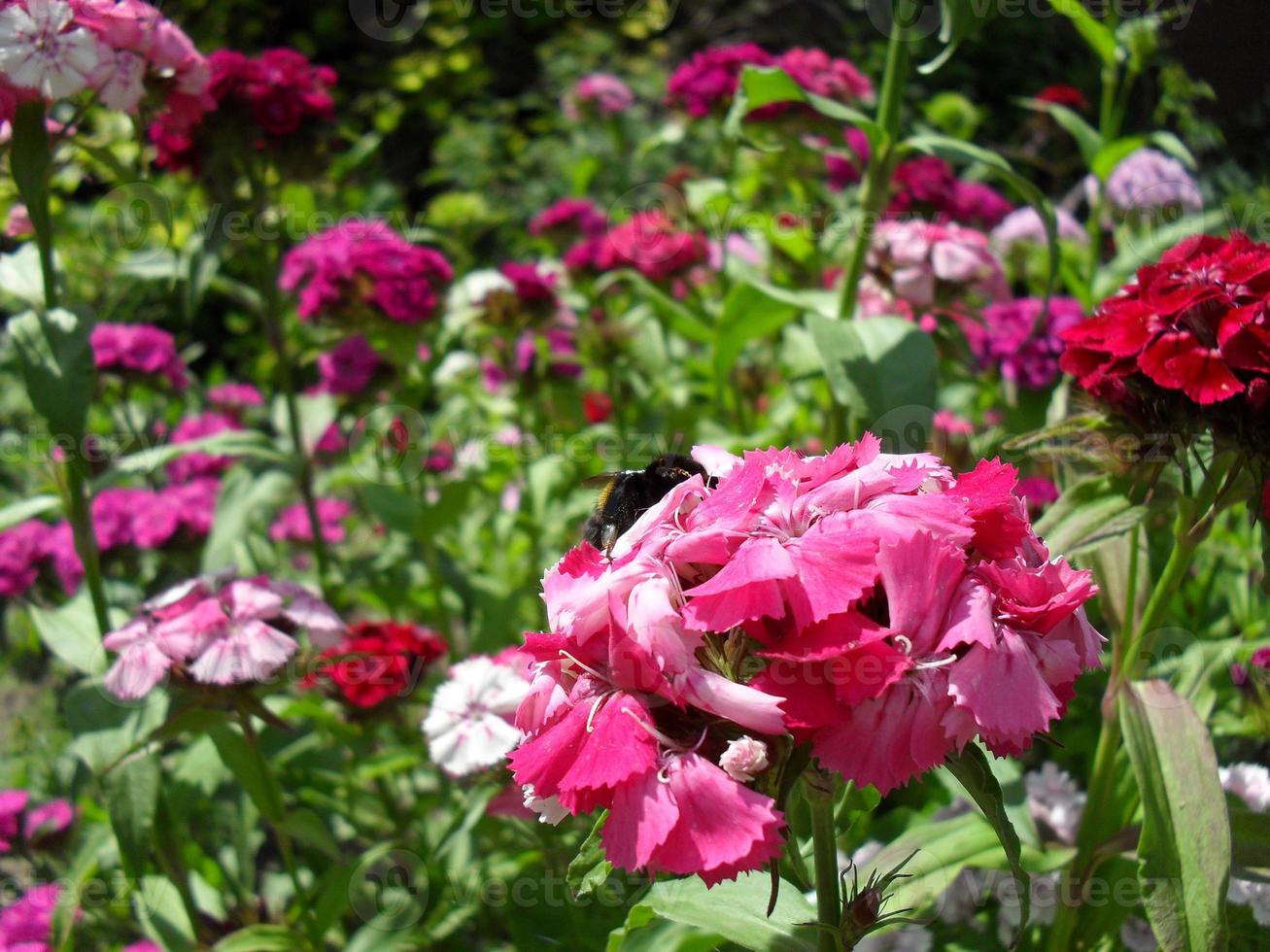 terry carnation flowers garden summer spring bloom photo