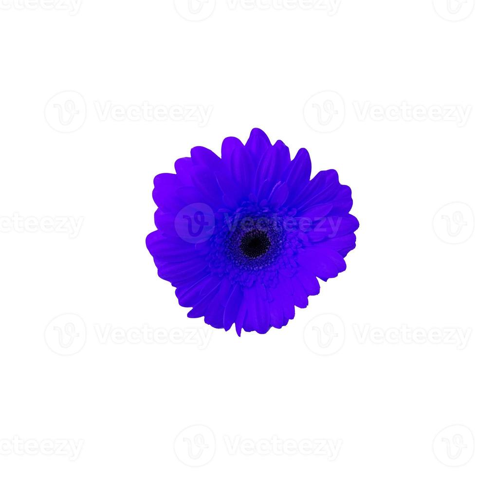 flor de gerbera azul aislada en un fondo blanco. 5964567 Foto de stock en  Vecteezy