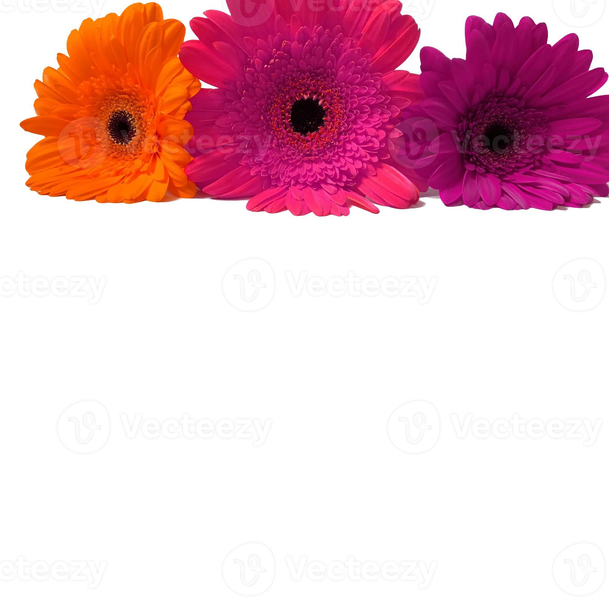 gerbera naranja, rosa, flores moradas aisladas en un fondo blanco. 5964573  Foto de stock en Vecteezy