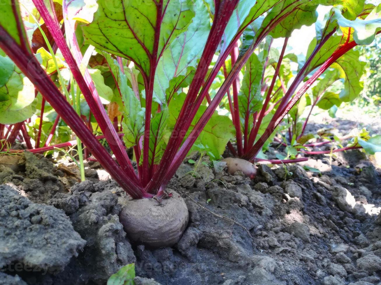 remolachas que crecen en la cama del jardín. hojas coloridas, cosecha, verano, jardinería, vegetales, granja, lugar para texto, espacio de copia foto