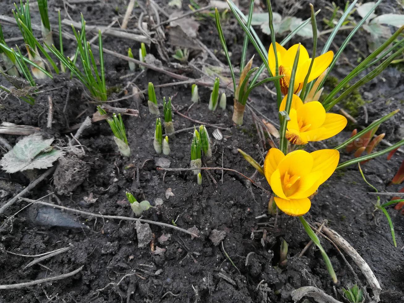 los azafranes están floreciendo en el jardín. pancarta con flores amarillas de primavera. lugar para el texto. foto